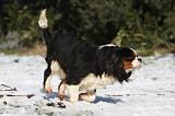 CAVALIER KING CHARLES 507